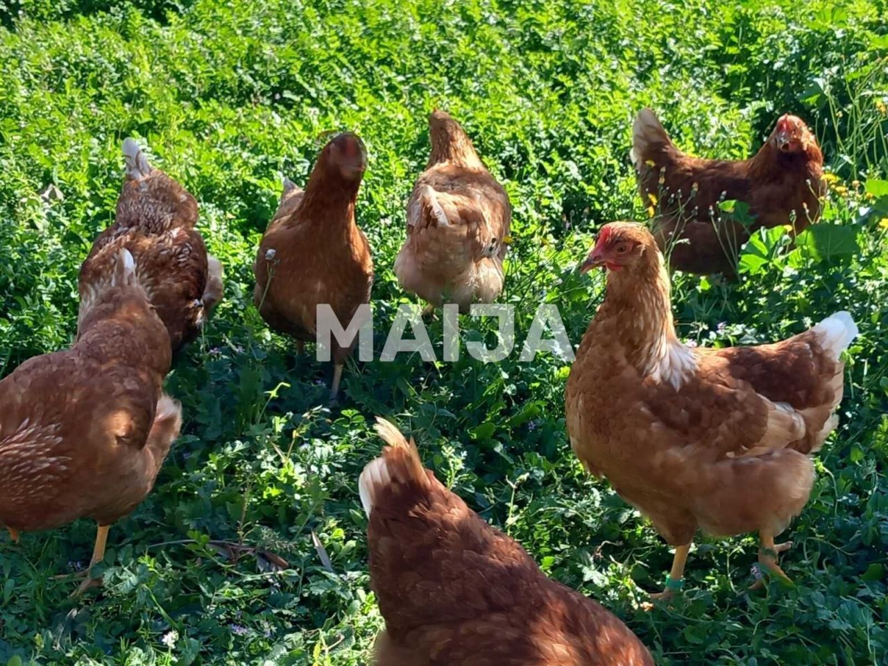 Вилла в Эстепоне, Испания, 650 м² - фото 18