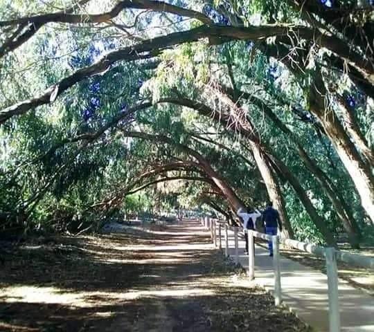 Бунгало в Торревьехе, Испания, 79 м² - фото 11