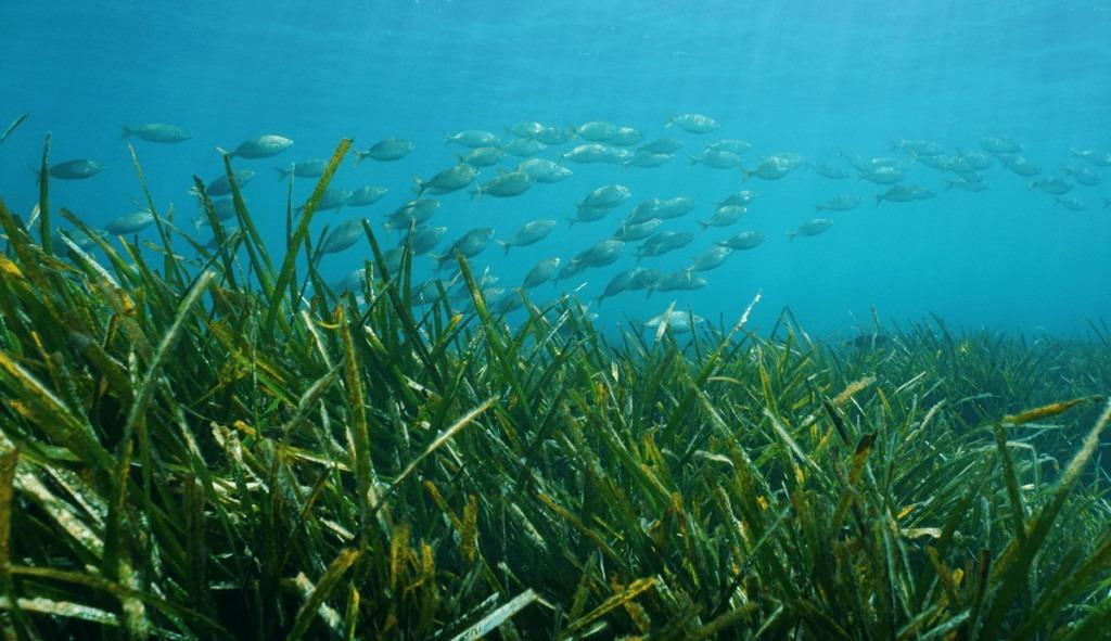 Вилла в Бенисе, Испания, 680 м² - фото 13