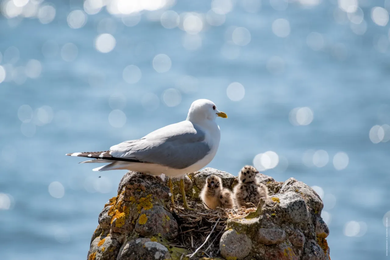 Коттедж в Хамине, Финляндия, 560 м² - фото 9