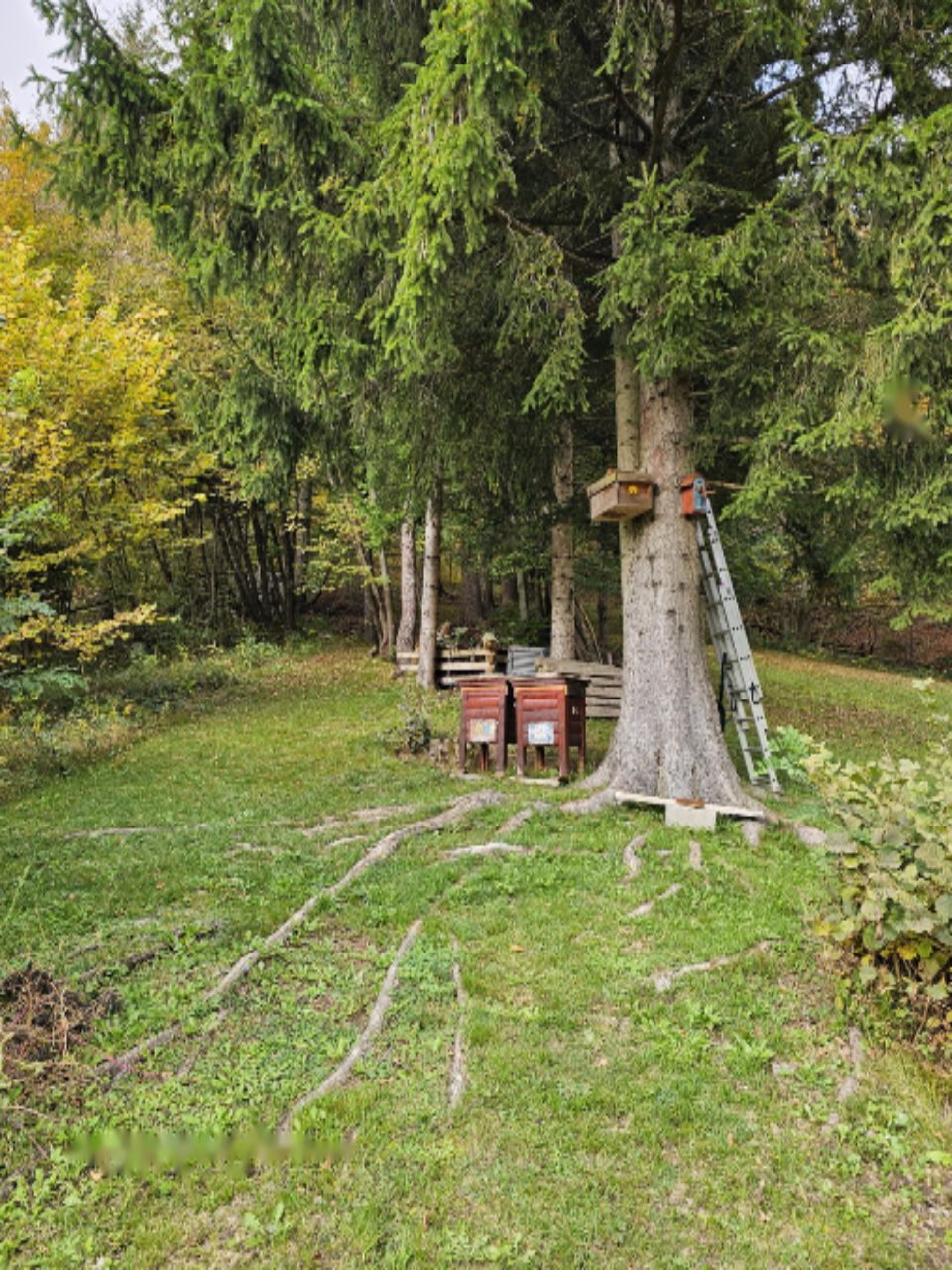 Дом в Есенице, Словения, 259 м² - фото 4