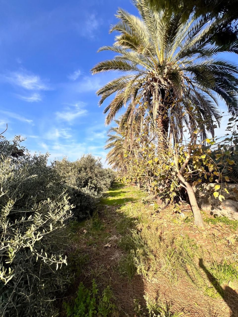 Земля в Алании, Турция, 2 288 м² - фото 6