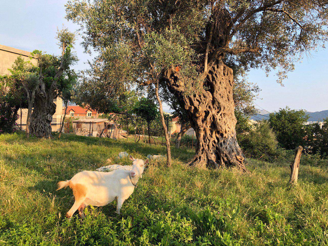Земля в Баре, Черногория, 909.51 сот. - фото 2