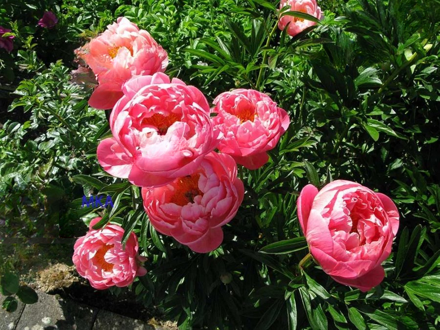 Квартира в Люксембурге, Люксембург, 303 м² - фото 5