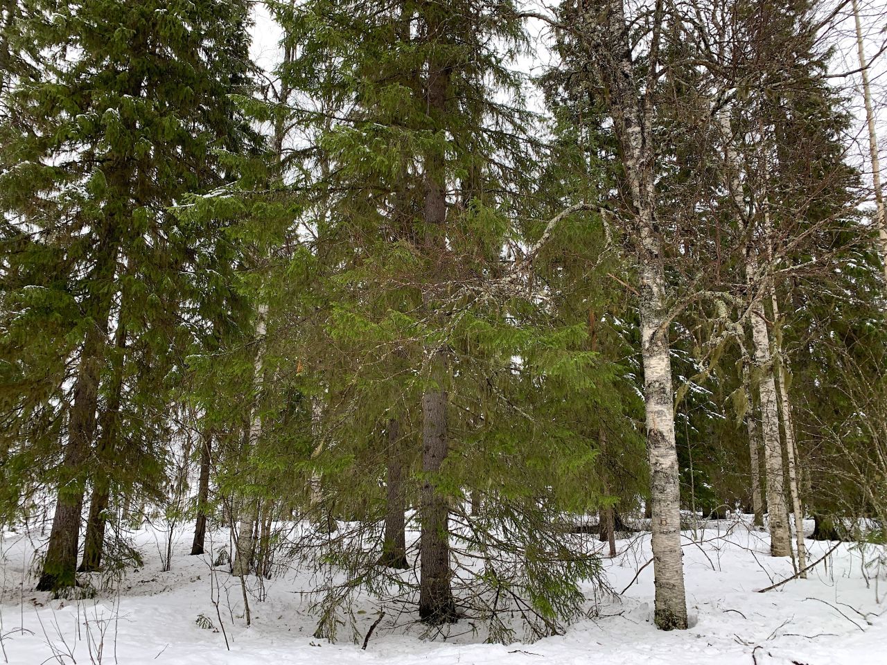 Земля в Рованиеми, Финляндия, 3 300 м² - фото 7