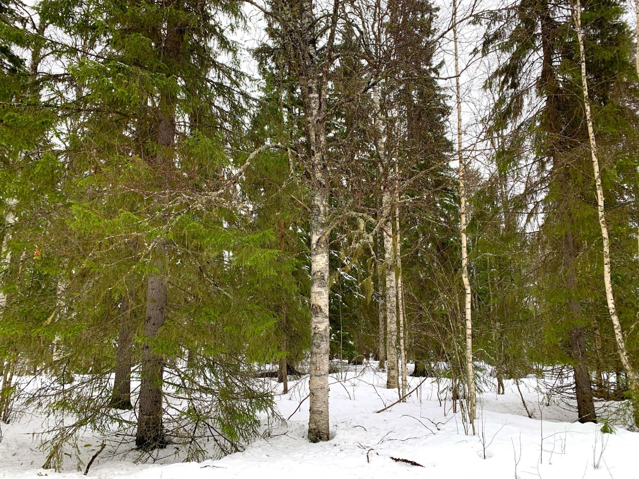 Земля в Рованиеми, Финляндия, 5 350 м² - фото 5