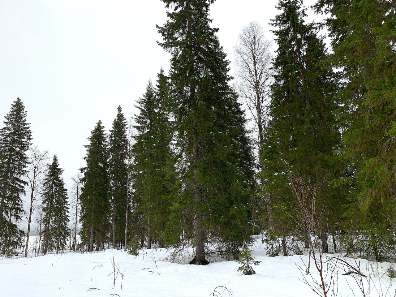 Земля в Рованиеми, Финляндия, 5 350 м² - фото 6