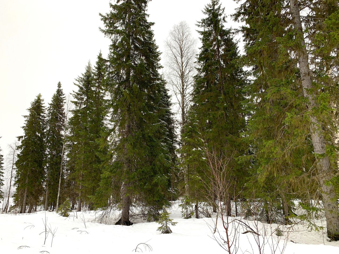 Земля в Рованиеми, Финляндия, 2.55 Га - фото 4