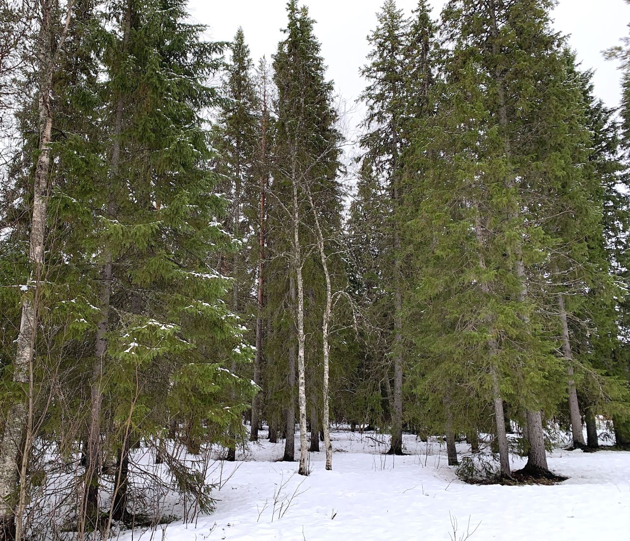 Земля в Рованиеми, Финляндия, 2.55 Га - фото 6