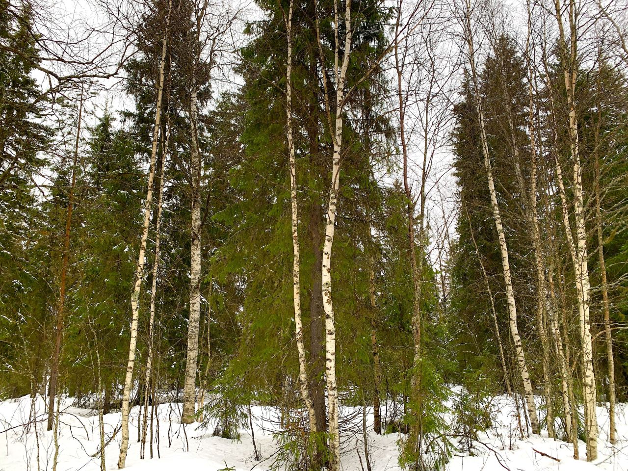 Земля в Рованиеми, Финляндия, 2.55 Га - фото 5