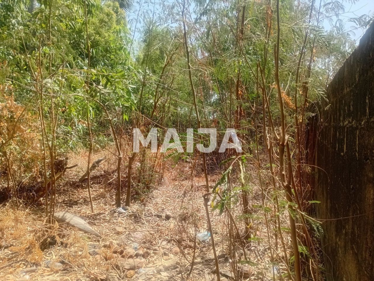 Земля Bakau, Гамбия - фото 2