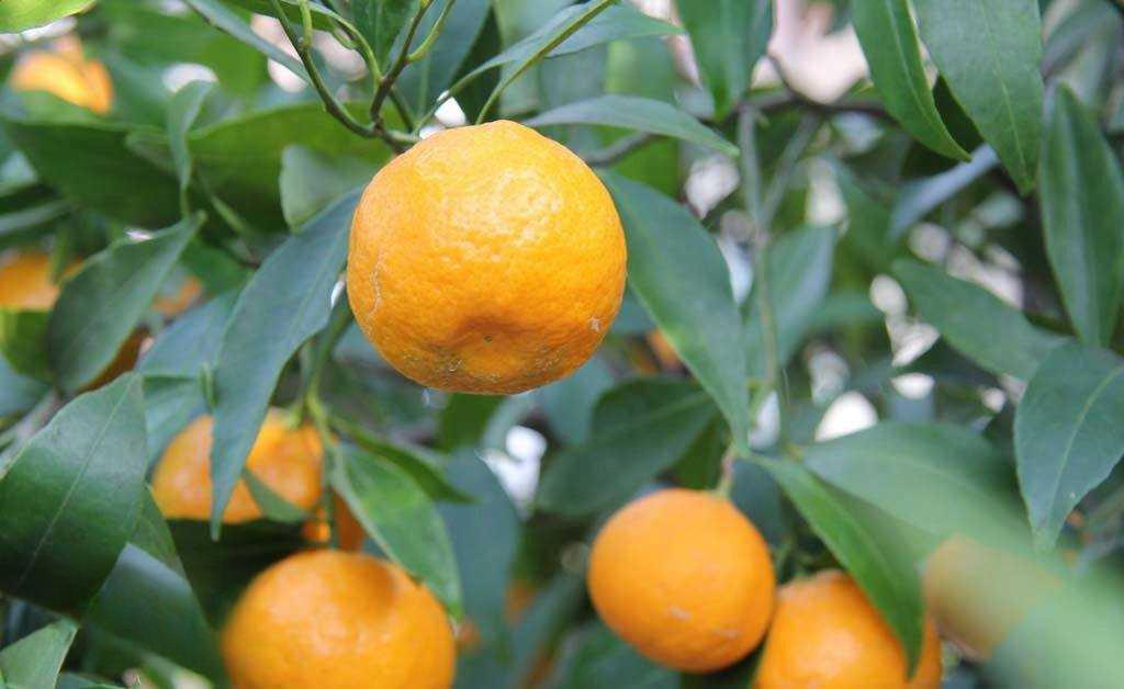 Дом в Батуми, Грузия, 600 м² - фото 6