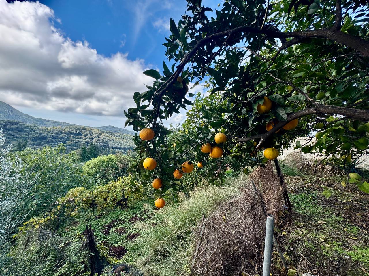 Дом на Корфу, Греция, 50 м² - фото 11