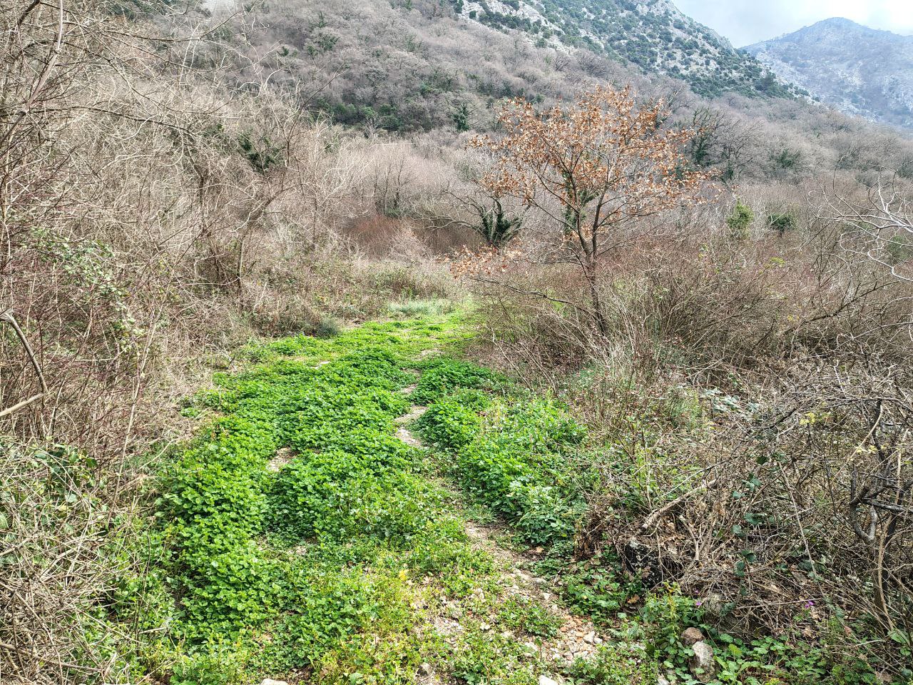 Земля в Булярице, Черногория, 4 858 сот. - фото 2