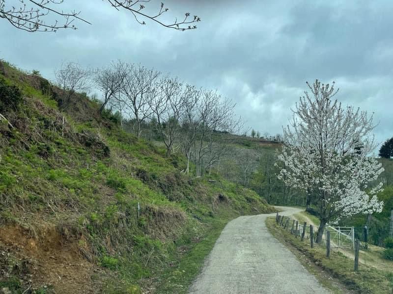 Земля в Батуми, Грузия, 5 000 м² - фото 10