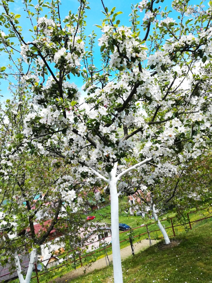 Дом в Колашине, Черногория, 70 м² - фото 12