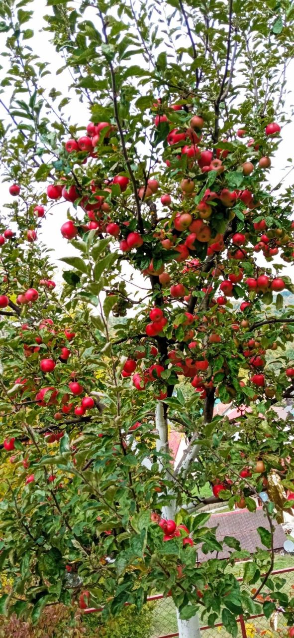 Дом в Колашине, Черногория, 70 м² - фото 18