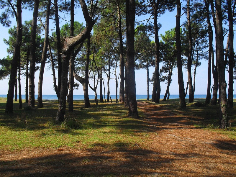 Земля в Батуми, Грузия, 500 м² - фото 2