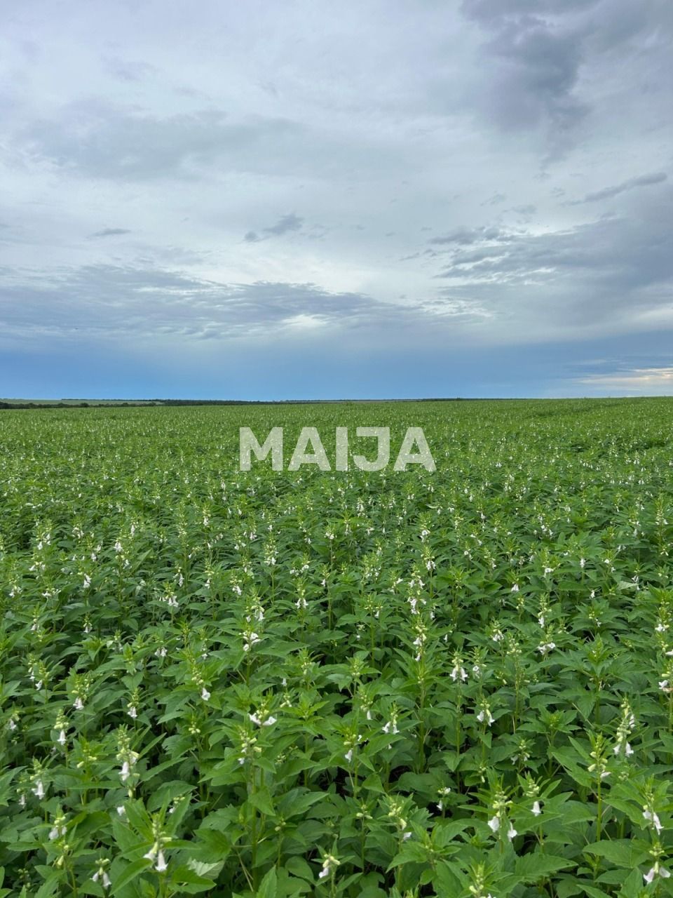 Земля Confresa, Бразилия, 37 050 000 м² - фото 5