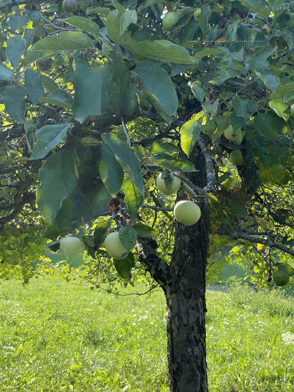 Земля в Бледе, Словения, 5 090 м² - фото 4