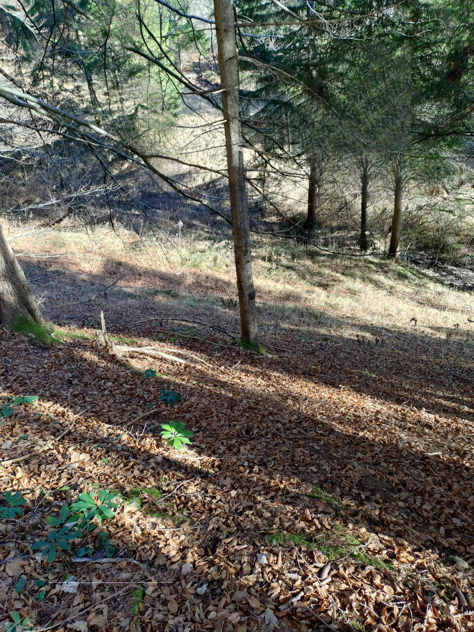 Земля в Преддворе, Словения, 5 010 м² - фото 5