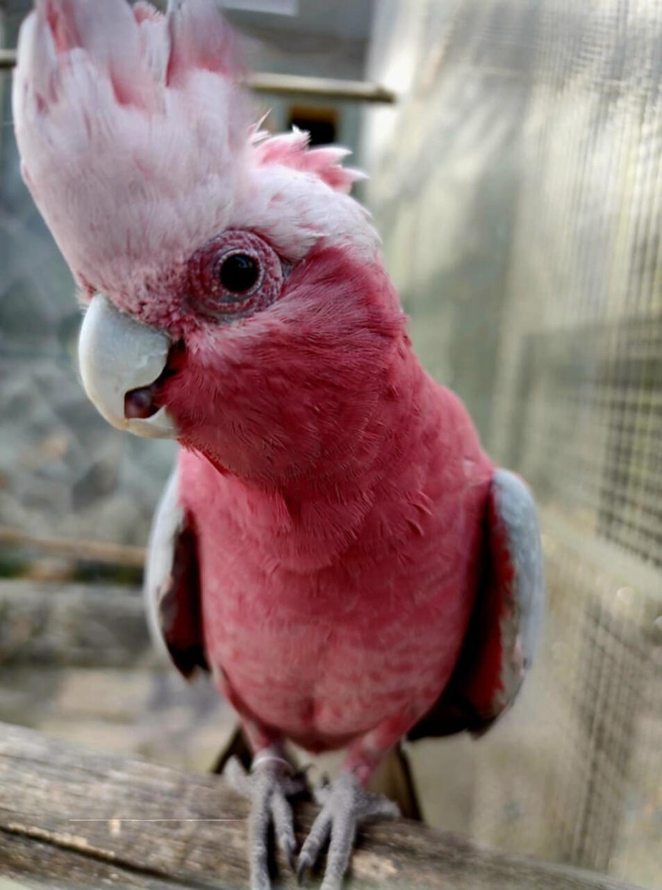 Ферма в Птуе, Словения, 656 м² - фото 10