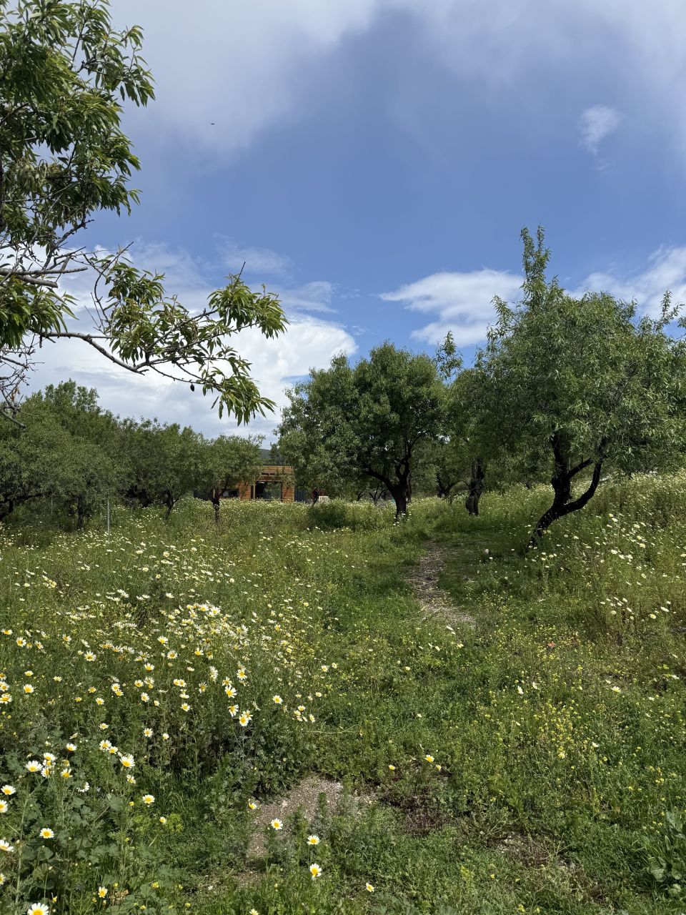 Ферма в Датче, Турция, 150 м² - фото 14