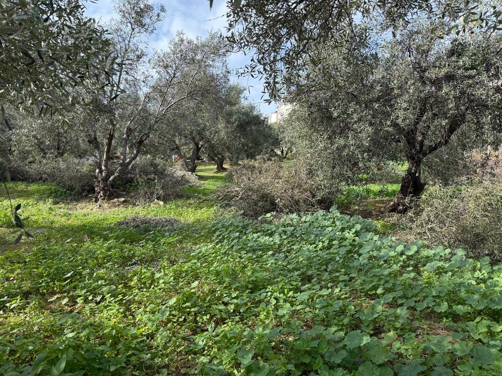 Земля в Ираклионе, Греция, 1 060 м² - фото 5