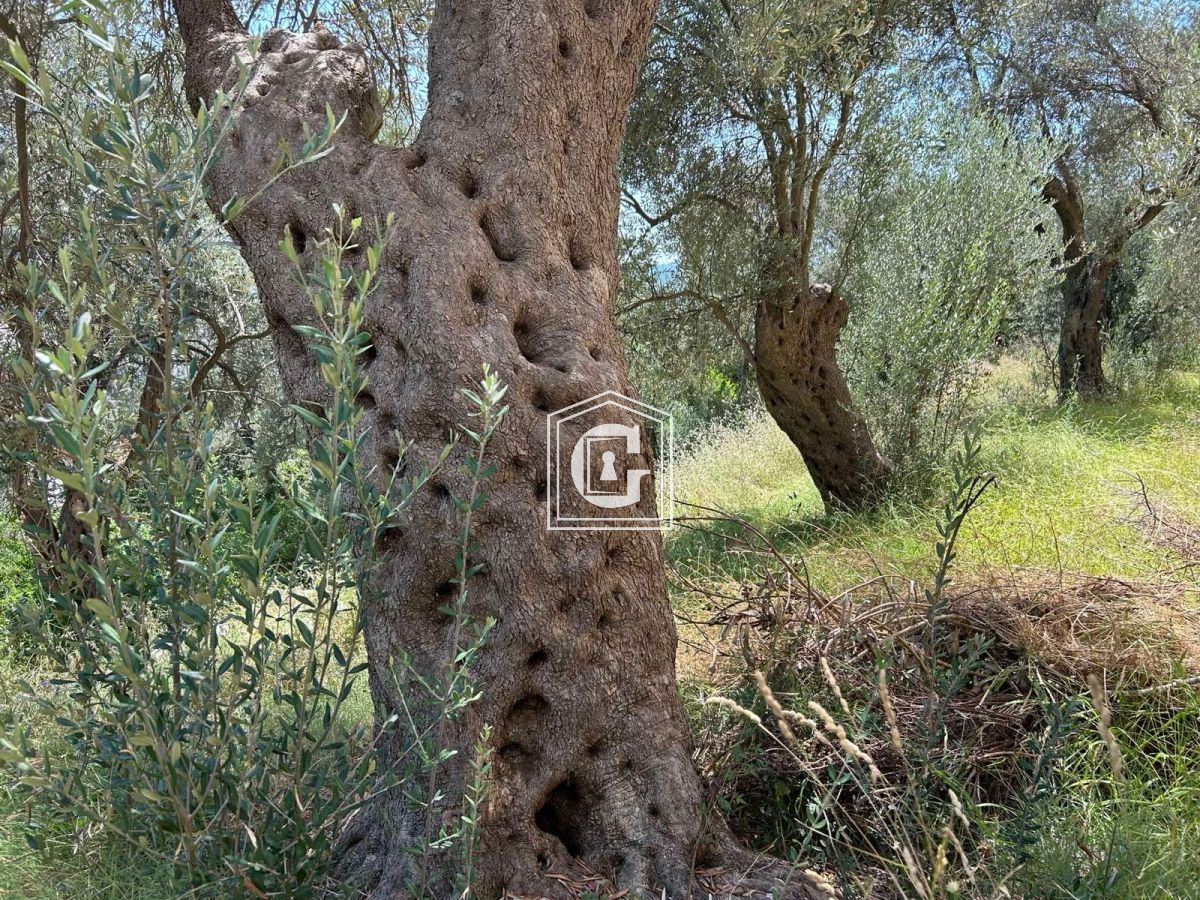 Апартаменты в Рафаиловичах, Черногория, 43 м² - фото 4