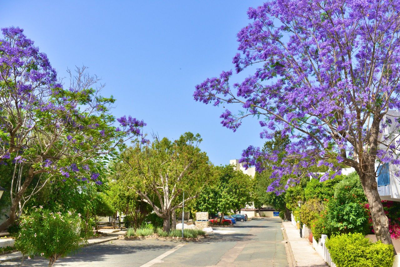 Апартаменты в Пафосе, Кипр - фото 7