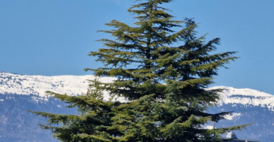 Квартира в Женеве, Швейцария, 177 м² - фото 4