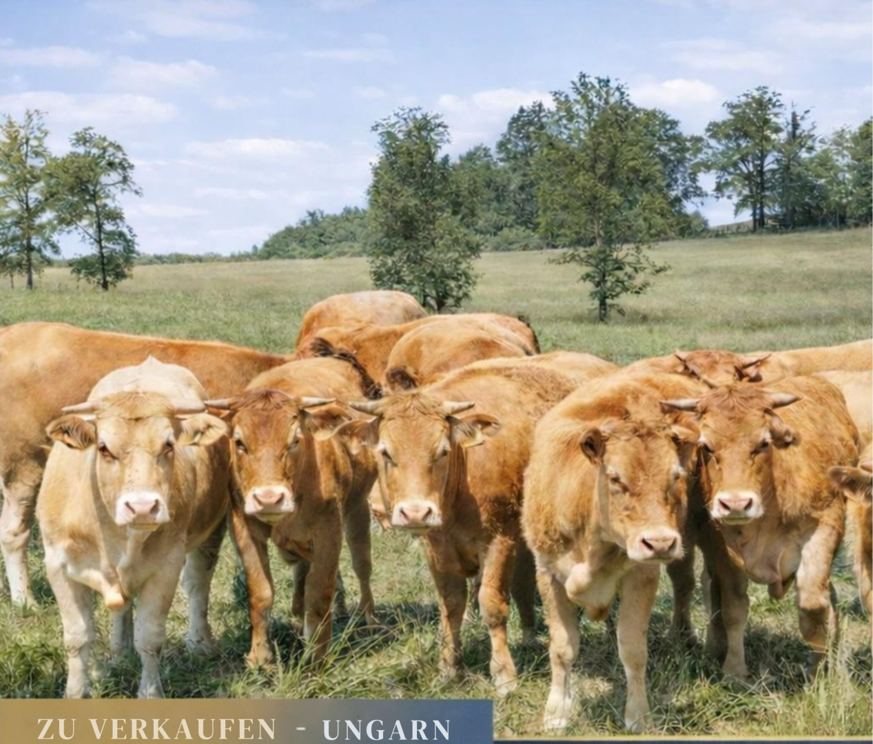 Коммерческая недвижимость Heves, Венгрия, 630 м² - фото 2