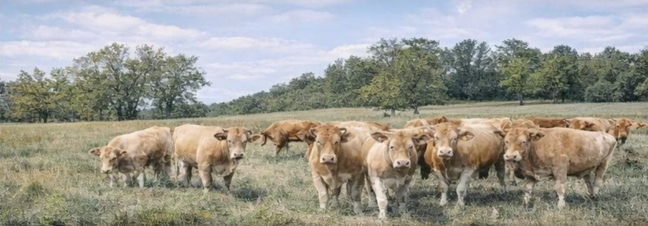 Коммерческая недвижимость Heves, Венгрия, 630 м² - фото 10