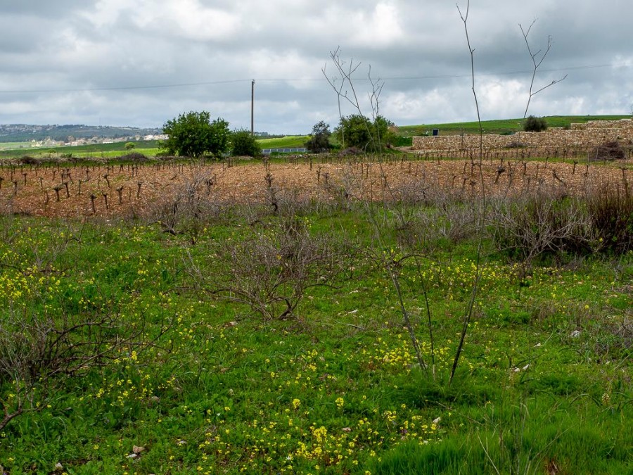 Земля в Пафосе, Кипр, 12 041 м² - фото 2