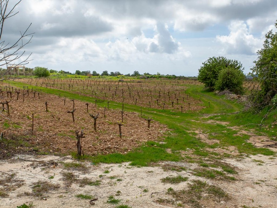 Земля в Пафосе, Кипр, 12 041 м² - фото 4