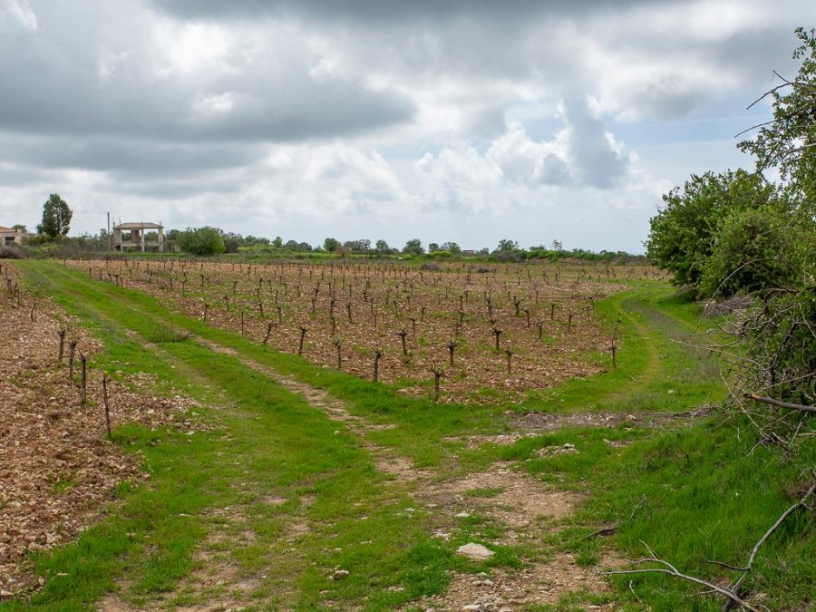 Земля в Пафосе, Кипр, 12 041 м² - фото 5