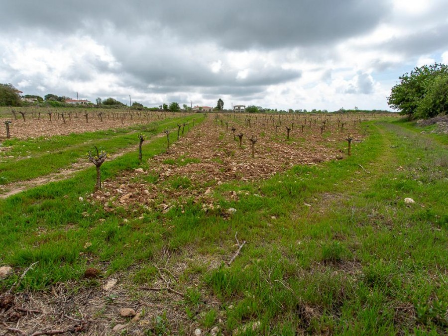 Земля в Пафосе, Кипр, 12 041 м² - фото 7