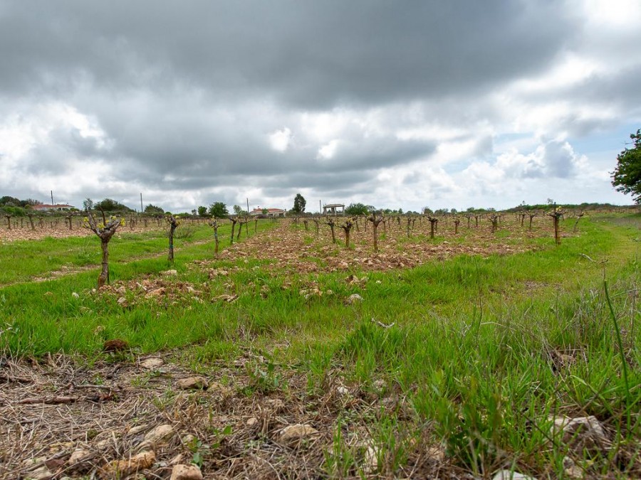 Земля в Пафосе, Кипр, 12 041 м² - фото 9