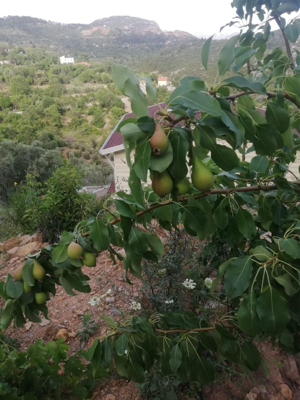 Вилла в Алании, Турция, 100 м² - фото 2