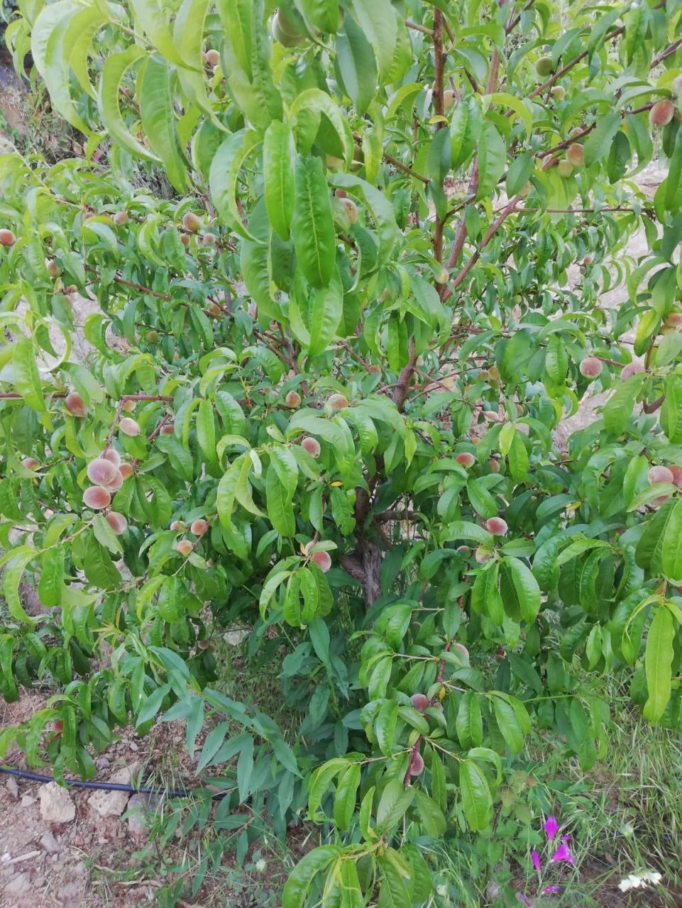 Вилла в Алании, Турция, 100 м² - фото 17