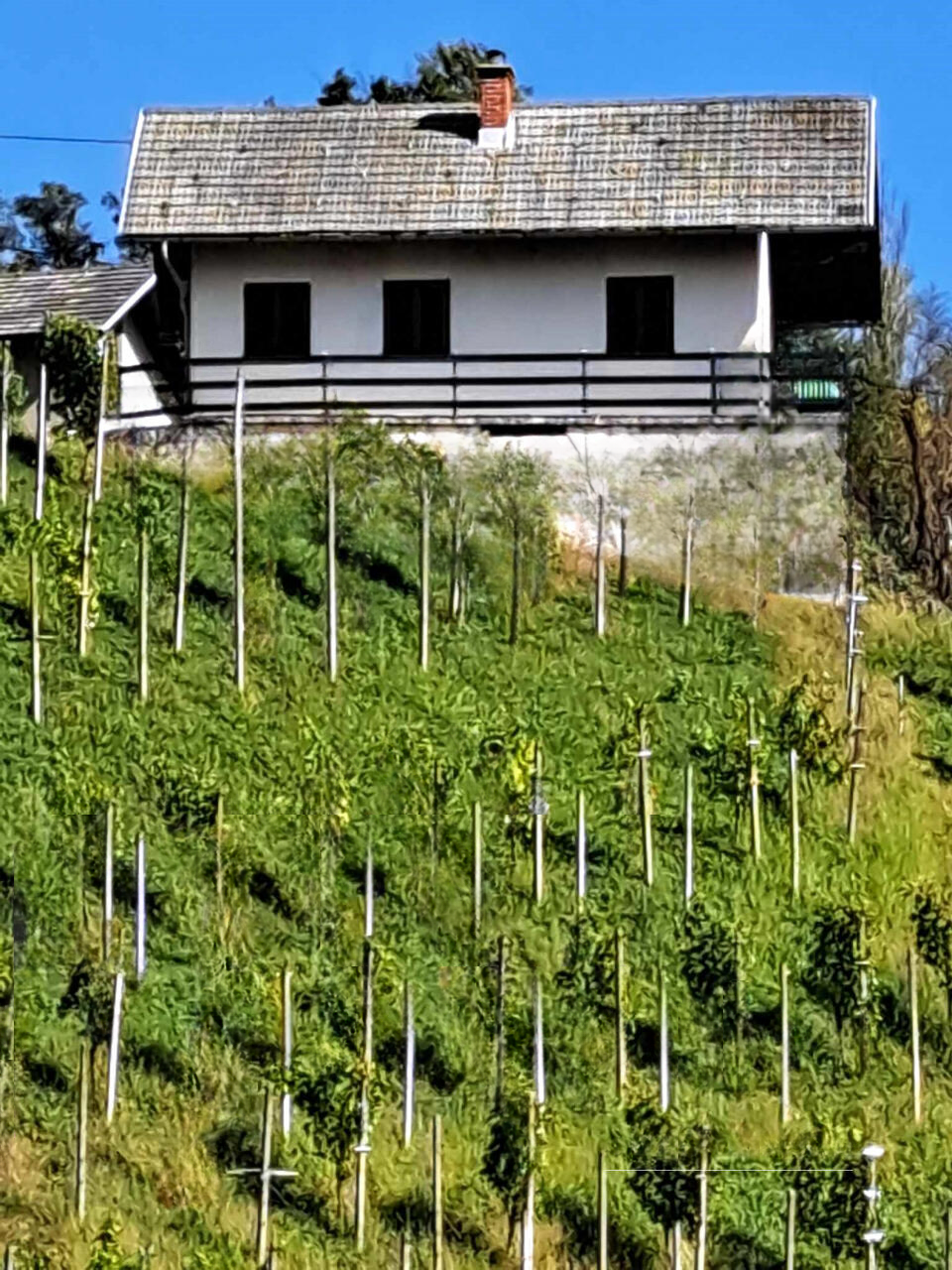 Дом в Птуе, Словения, 50 м² - фото 3