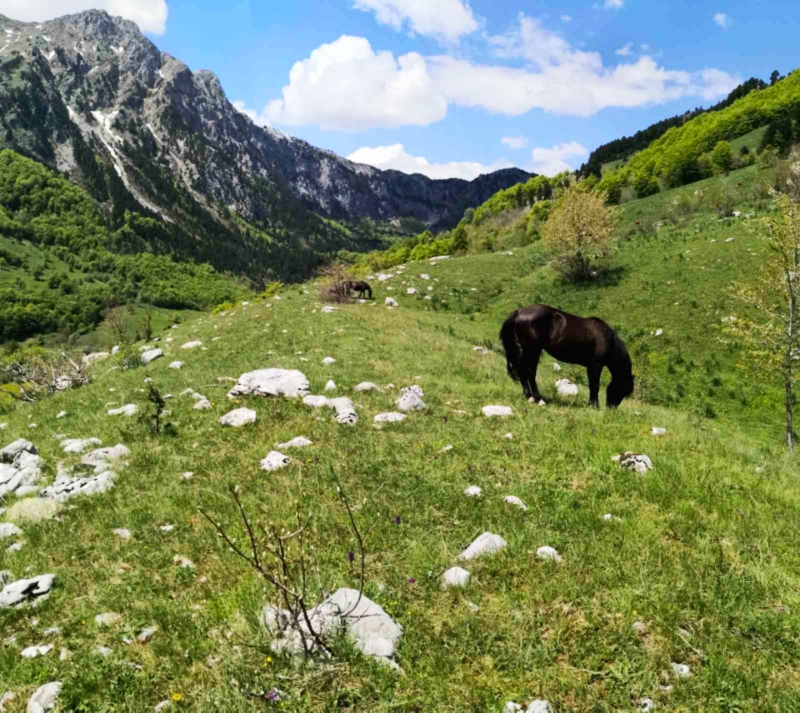 Земля в Колашине, Черногория, 3.2 Га - фото 3