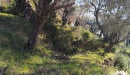 Земля за 90 000 евро в Баре, Черногория