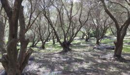 Земля за 320 000 евро на Корфу, Греция