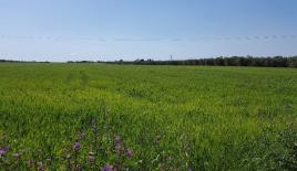 Земля за 650 000 евро на Халкидиках, Греция