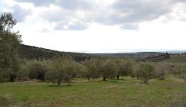 Земля за 1 200 000 евро на Халкидиках, Греция