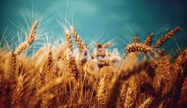 Земля за 2 300 000 евро в Латвии