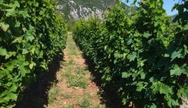 Земля за 154 500 евро в Даниловграде, Черногория