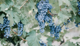 Производство за 1 675 000 евро в Варне, Болгария