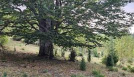 Земля за 160 000 евро в Биело-Поле, Черногория